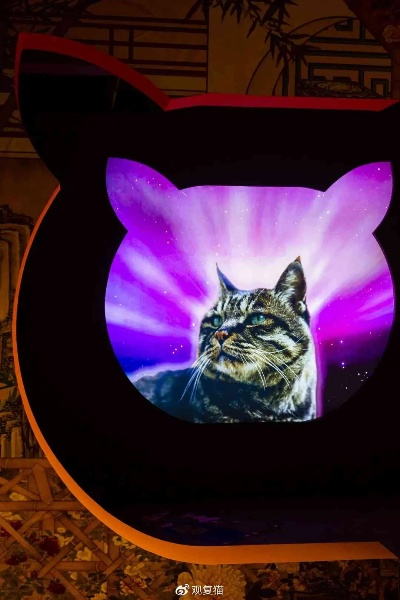 梦境奇遇，猫狗老虎共舞的奇幻之夜