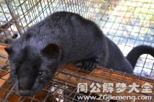 梦见黄鼠狼咬自己腰，解读梦境背后的深层含义