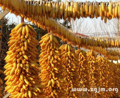 周公解梦，梦见墙上挂玉米棒子，寓意丰收与好运的预兆