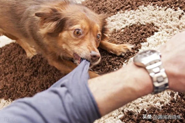 梦见被狗咬，梦境背后的深层含义与解析