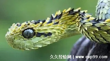 梦境解析，昨天梦见一条大蛇缠在妈妈的脖子上