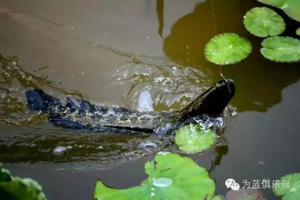 孕妇梦境探秘，两条大白鱼与一条大黑鱼共游的水中寓意