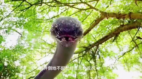 梦中蛇王相伴，解读你救小蛇的深层寓意