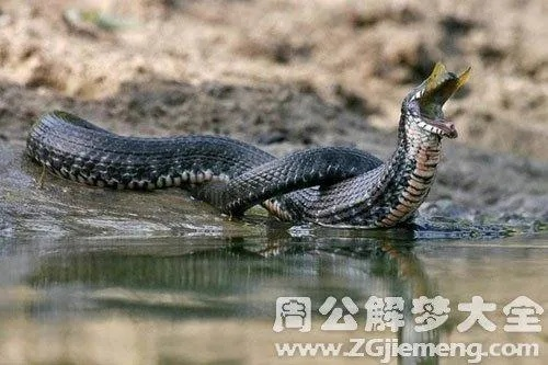 梦境交织，解析梦见两条大蛇桥两边河中相向而来的深层含义