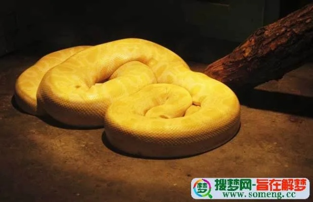 做梦梦见被子里有蛇，梦境解析与心理暗示