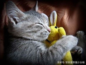 揭秘梦境奥秘，我中午梦到一群猫围着我的深层含义