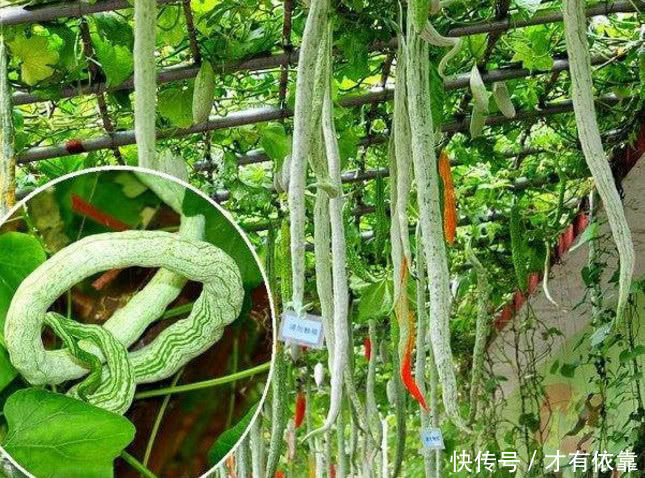 梦见很多很长的青蛇，深层解析梦境中的神秘象征
