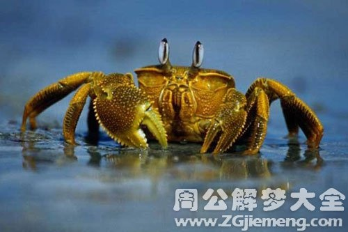 梦见螃蟹把它甩掉就吓醒了，解读梦境中的象征与心理暗示