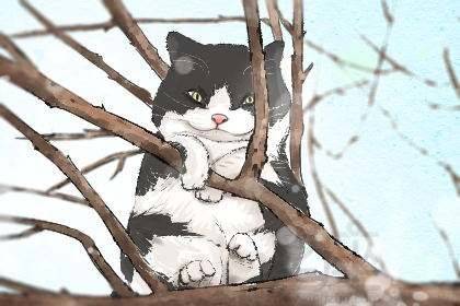 梦见猫在锅里煮，梦境背后的深层含义与解析