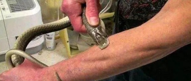 梦境中的奇异遭遇，左手手背被蛇咬却未出血，驱之不走、打之不死的神秘寓意