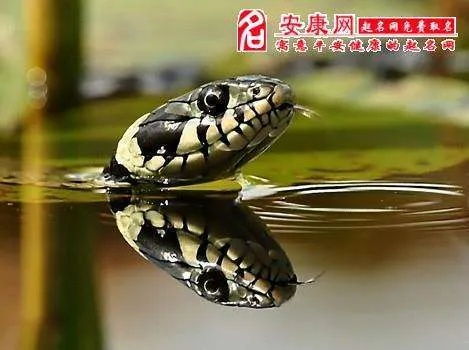 孕妇梦境解析，梦见众多小蛇的深层含义与预示