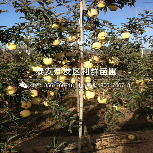 从蛇到苹果树，梦境的双轨之旅与心灵深处的探索