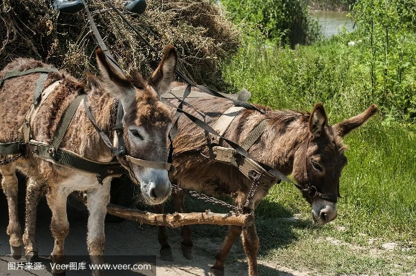 梦见驴拉车，古老象征的现代解读