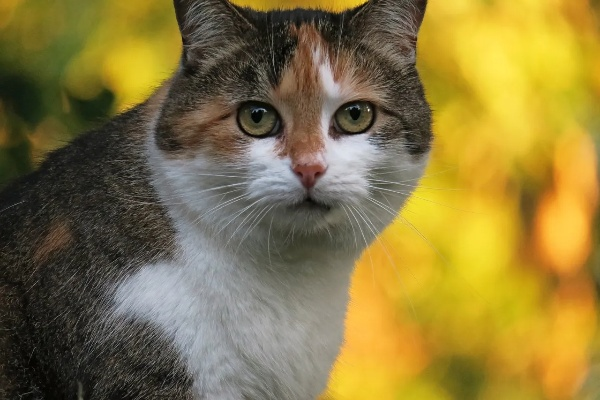 梦见小猫崽，解读梦境中的温柔与神秘
