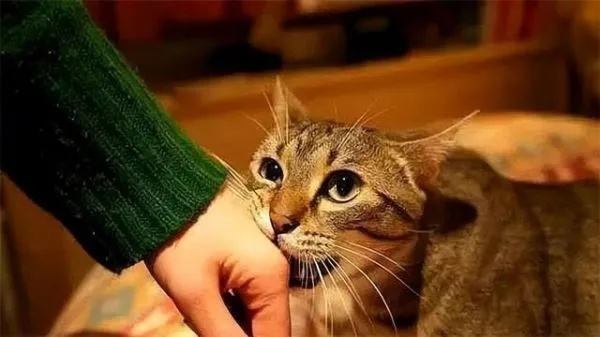 梦见被群猫咬，梦境背后的深层含义与解析