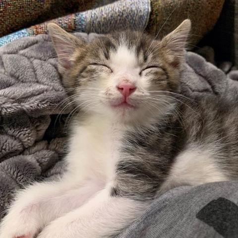 梦到大猫生小猫，寓意与解析