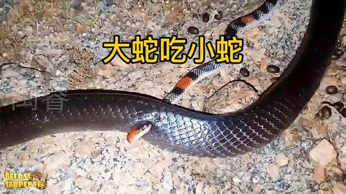 求解梦，梦到大蛇和小蛇缠身