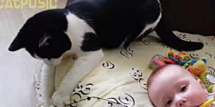 孕妇梦见自己的小孩喂小狗小猫花生米的梦境解析