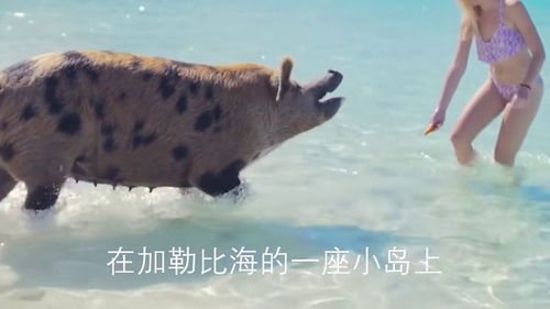 梦境解析，为何会梦到恶狗冲我叫及疯猪？探索潜意识中的警示与象征
