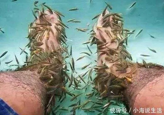 梦境解析，梦见做鱼疗，竟发现里面有乌龟和螃蟹