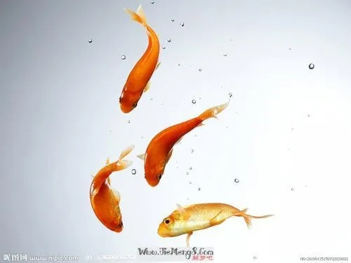 身上有仙家，梦见鱼与水，神秘梦境的深层解读与寓意