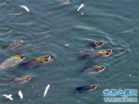 梦境解析，晚我梦见了我和我伯母在河里抓到了几条大鱼，然后又是和我姑抓到鱼