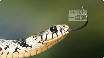 晚上梦到蛇似乎是两条，预示与解析的深层解读