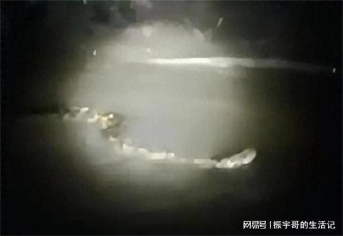 梦境缠绕，解析梦见蛇影与长虫追随的深层含义