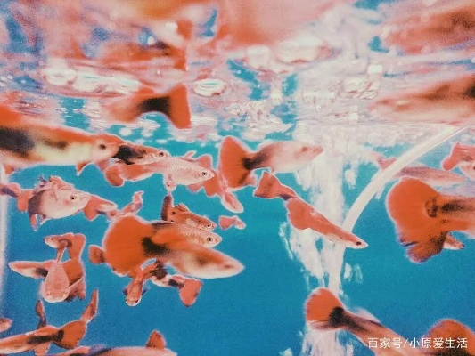 梦境解析，与巨金鱼共游，探索内心深层的奥秘