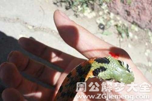 梦境解析，梦到老公胸前被蛇咬出血后共同击退蛇的象征意义
