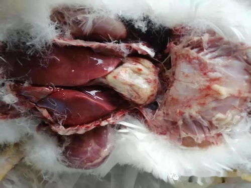 梦境中的蛆虫，探索黑色蛆虫与死亡象征的深层含义