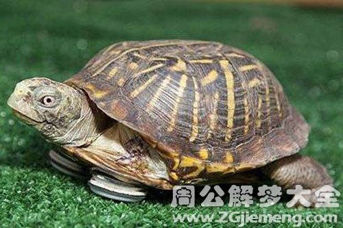 梦见大鱼和乌龟，古老象征与现代解读的预兆