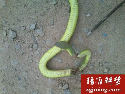 昨晚我梦见你两条青色的小蛇被我打死，梦境解析与心理暗示