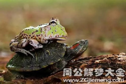 昨晚梦见我养的乌龟变成了青蛙，探索梦境中的奇异转变与深层含义