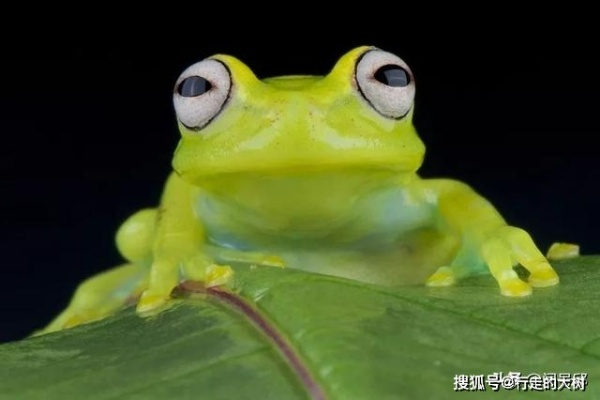 梦中重逢，逝去的亲人与神秘青蛙的交织梦境