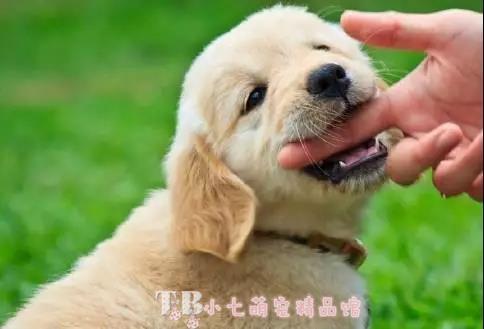 梦见屡次被狗咬手，解析梦境背后的深层含义与心理暗示