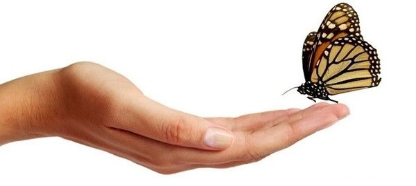梦境之舞，梦见蝴蝶飞到我手上的深层寓意与心灵启示