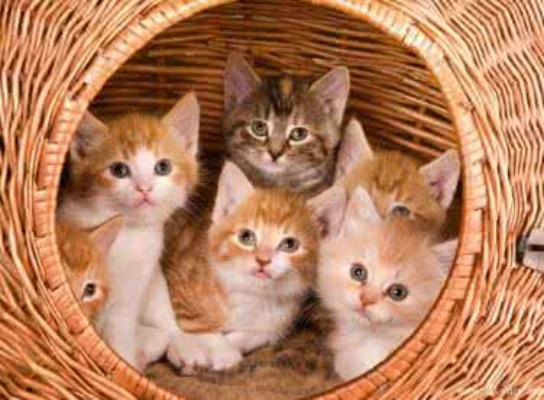 梦见群猫，梦境背后的深层含义与解析