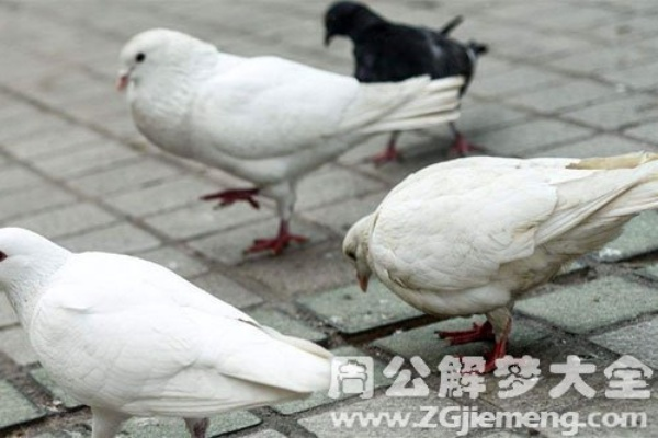 梦到蛇被鸽子咬死了，解读梦境背后的深层含义