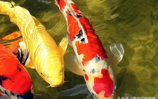 梦见在河里抓到两条大鱼，好运与财富的象征