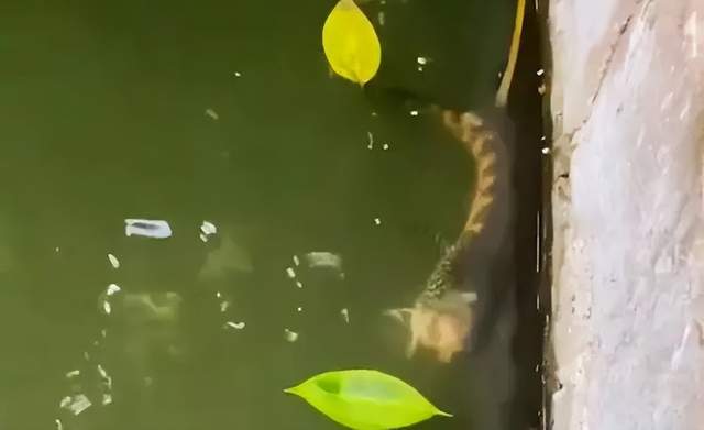 梦境解析，梦到一群无头鱼在水中游弋