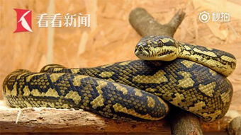 梦见床上有蛇，潜藏的情感预兆与心灵启示