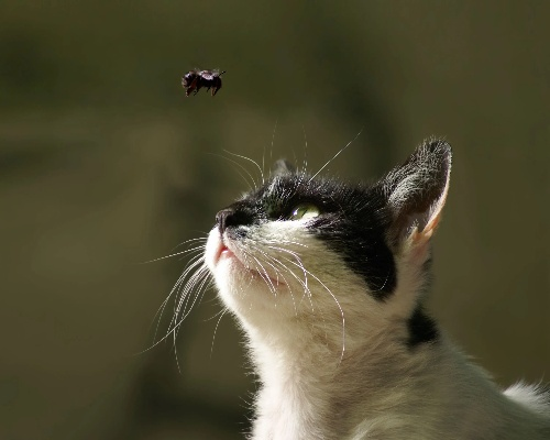 梦境交织，梦见猫与虫子的深层解析