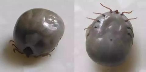 周公解梦，梦见儿子头上长吸血小虫，寓意何在？