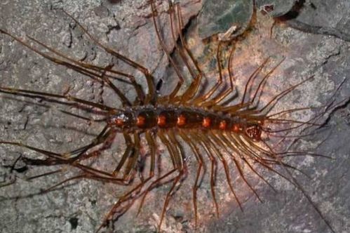 梦境中的奇异生物，解析梦见老鼠、蝎子、蜈蚣及众多虫子的深层含义