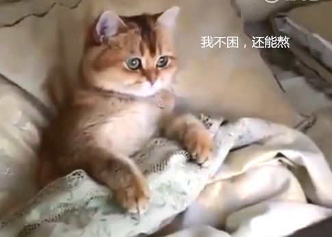 孕七月梦境解析，猫追咬与自我保护的意义