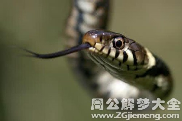 梦见被眼镜蛇咬到了双手，深度解析梦境背后的意义