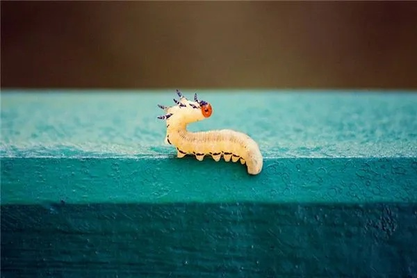 周公解梦，梦见吐出五只虫子，寓意深远