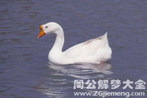 梦见眼镜蛇咬了一只大白鹅，梦境背后的深层含义与解析