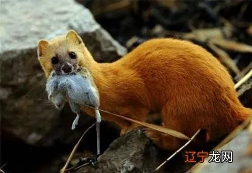 梦见黄鼠狼钻进裤腿里，寓意与解析
